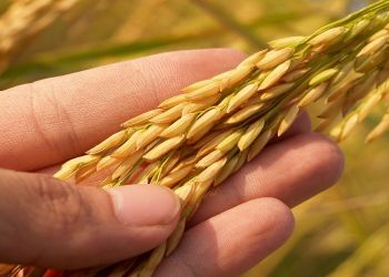 Συνεχίζεται η αύξηση των τιμών αγροτικών προϊόντων – Τι δείχνουν τα στοιχεία για το τρίτο τρίμηνο του 2022