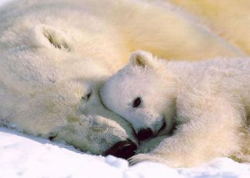 Χειμερία νάρκη