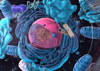 Νέος μηχανισμός ελέγχου της γήρανσης ανακαλύφθηκε από ερευνητές στην Κρήτη