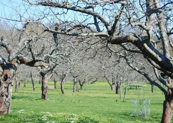 Γ. Οικονόμου: Ξεκινούν οι αποζημιώσεις για τους παραγωγούς και τις καλλιέργειες από τον παγετό του 2021