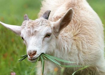 Εκτός ενίσχυσης μεγάλος αριθμός κτηνοτρόφων