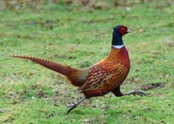 Επιδότηση λαγών, αγριόχηνων και φασιανών