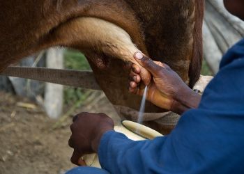Κτηνοτρόφοι: Πιέσεις για μείωση της τιμής αγελαδινού γάλακτος