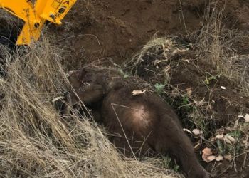 Στη Φλώρινα: Θηλυκή αρκούδα νεκρή, μέσα σε χωράφι, μετά από τροχαίο