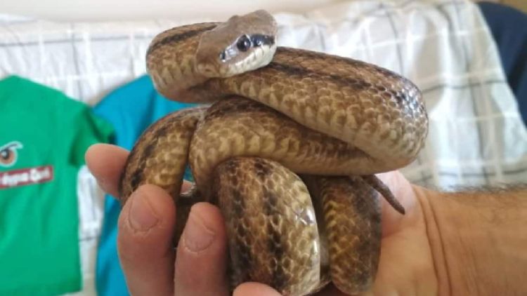 Τέσσερα φίδια εντοπίστηκαν κρυμμένα σε κελάρι κρασιών στον Δρυμό