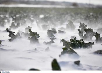 Το Frost.getmap.gr θα προειδοποιεί του αγρότες για τον παγετό – Πώς λειτουργεί