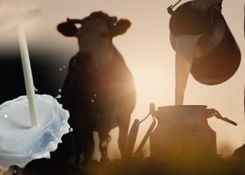 Κτηνοτροφία: Λιγότερο Το Γάλα, Μειωμένα Τα Κοπόδια – Πώς Διαμορφώνεται Η Τιμή Παραγωγού