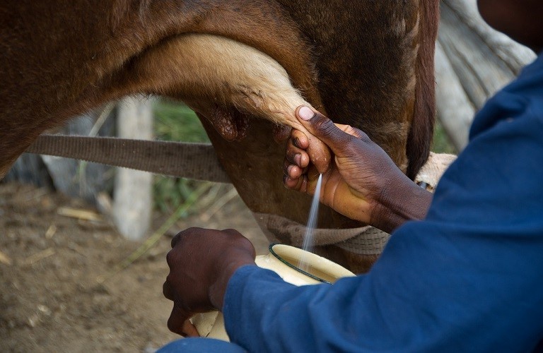 Κτηνοτρόφοι: Πιέσεις Για Μείωση Της Τιμής Αγελαδινού Γάλακτος