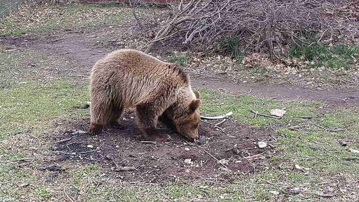 Σε Χειμέριο Λήθαργο Οι Αρκούδες Του Αρκτούρου Παρά Την Καλοκαιρία