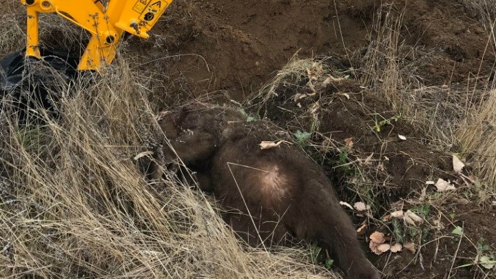 Στη Φλώρινα: Θηλυκή Αρκούδα Νεκρή, Μέσα Σε Χωράφι, Μετά Από Τροχαίο