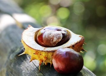 Έως και 50% κατέρρευσε η τιμή στα κάστανα – Εν αναμονή αποζημιώσεων οι παραγωγοί