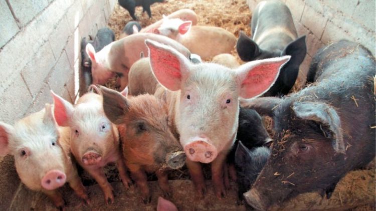 Κρούσμα Αφρικανικής Πανώλους των Χοίρων σε θηλυκό αγριόχοιρο στην ΠΕ Σερρών