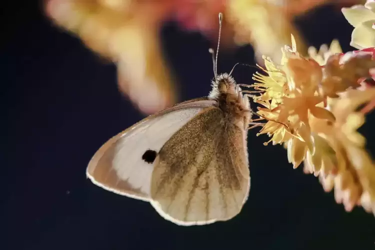 Ο Καιρός σήμερα: Γενικά αίθριος με αραιές νεφώσεις για σήμερα Τετάρτη