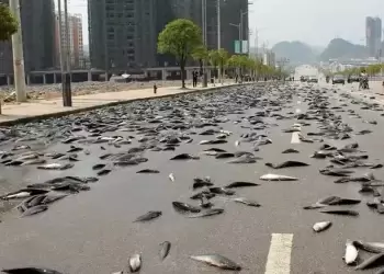 «Άνοιξαν οι ουρανοί» και «έβρεξε» ψάρια στην Αυστραλία «Άνοιξαν οι ουρανοί» και «έβρεξε» ψάρια στην Αυστραλία