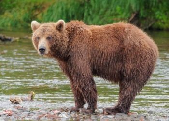 Αρκούδα Με Δύο  Νεογέννητα Στην Καστοριά