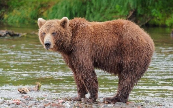 Αρκούδα Με Δύο  Νεογέννητα Στην Καστοριά