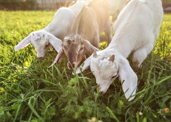 Κτηνοτροφία: Εν Αναμονή Της Β’ Δόσης Της Ενίσχυσης Για Τις Ζωοτροφές