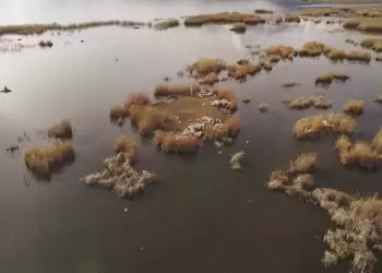 Οι πρώτοι αργυροπελεκάνοι κατέφθασαν στην Πρέσπα