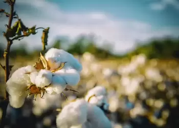Πώς θα κινηθούν οι τιμές σε 8 αγροτικά προϊόντα