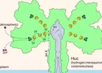 Φυσική μπαταρία – Ανακαλύφθηκε τρόπος να μετατρέπεται ο αέρας σε ηλεκτρισμό με τη βοήθεια ενός ενζύμου από βακτήριο
