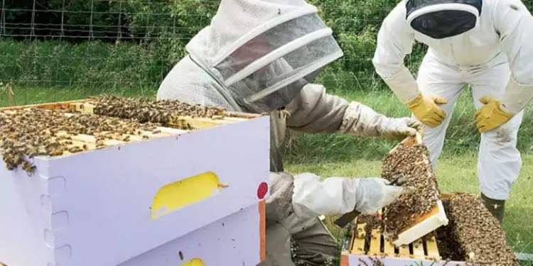 12.000.000 € Ενίσχυση Στους Μελισσοκόμους