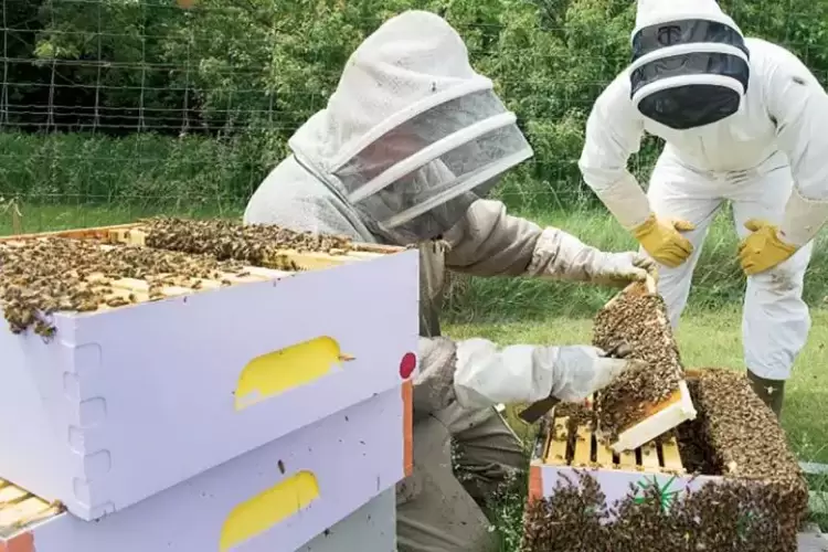 12.000.000 € ενίσχυση στους Μελισσοκόμους 12.000.000 € ενίσχυση στους Μελισσοκόμους