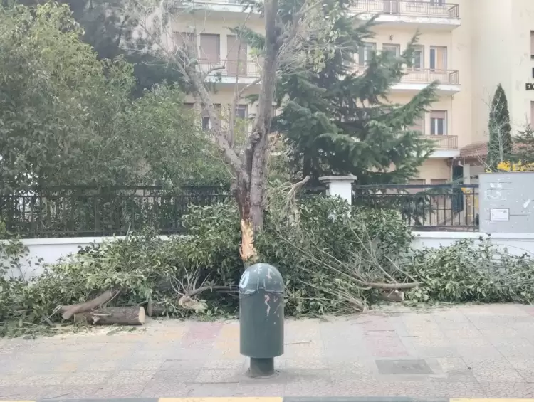 Πτώσεις δέντρων στην Κοζάνη από τον δυνατό αέρα