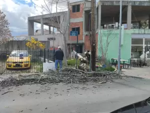 Πτώσεις δέντρων στην Κοζάνη από τον δυνατό αέρα