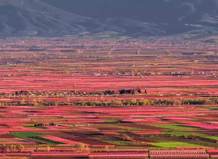Βέροια: Ο τουρισμός της Ανθισμένης Ροδακινιάς ξεκίνησε Βέροια: Ο τουρισμός της Ανθισμένης Ροδακινιάς ξεκίνησε