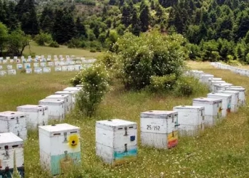 Διαδικασία Εγκατάστασης Μελισσοκόμων Σε Προεπιλεγμένες Θέσεις