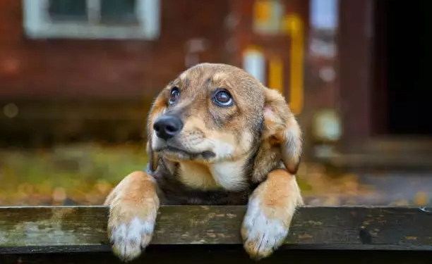 Εθελοντική Δράση Με Μαζικές Στειρώσεις Αδέσποτων Σκύλων Στο Δημοτικό Κτηνιατρείο  