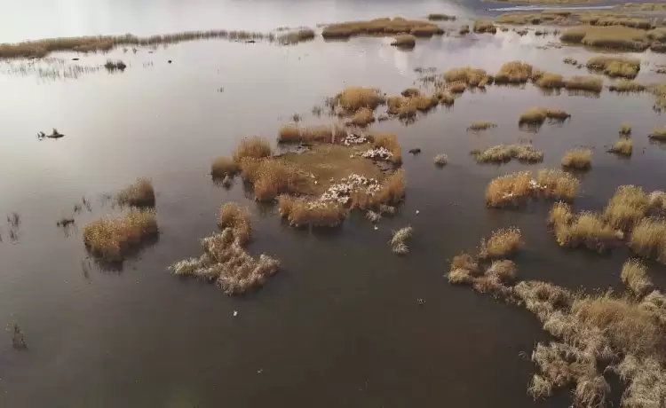 Οι πρώτοι αργυροπελεκάνοι κατέφθασαν στην Πρέσπα Οι πρώτοι αργυροπελεκάνοι κατέφθασαν στην Πρέσπα