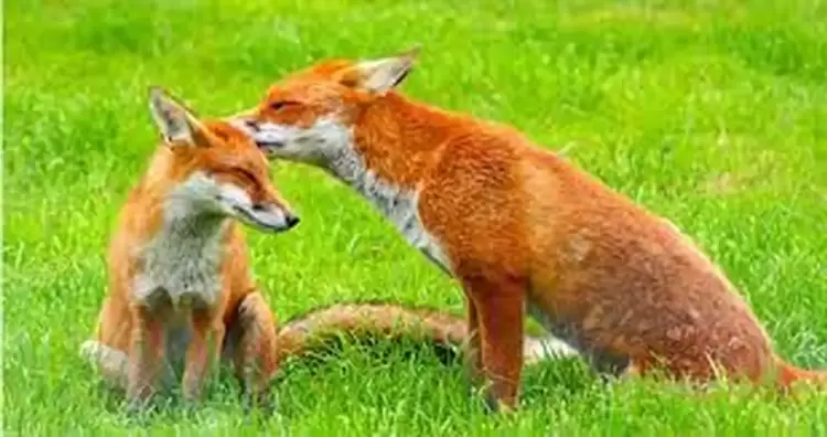 Kτηνιατρική υπηρεσία ΠΔΜ - Aντιμετώπιση της Λύσσας, μίας θανατηφόρας ζωοανθρωπονόσου