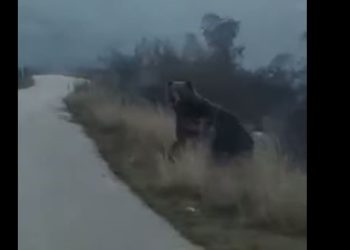 Αντιμέτωπος Με Αρκούδες Οδηγός Λίγο Έξω Από Τη Σιάτιστα Κοζάνης (Βίντεο)