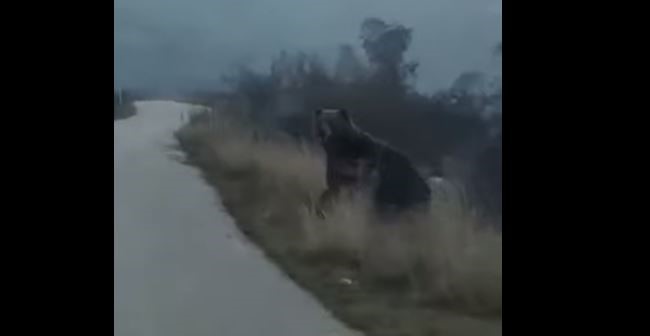 Αντιμέτωπος Με Αρκούδες Οδηγός Λίγο Έξω Από Τη Σιάτιστα Κοζάνης (Βίντεο)