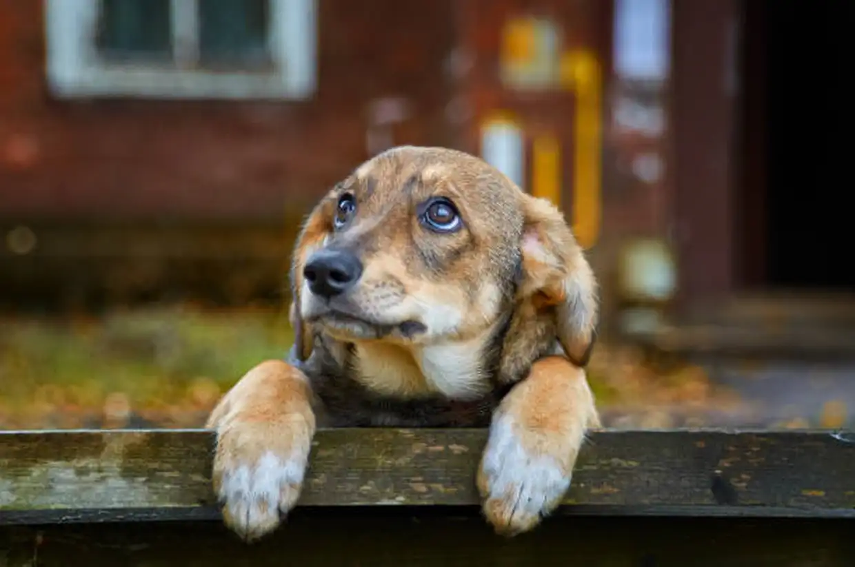 Δήμος Κοζάνης: Συνεχίζονται Οι Μαζικές Στειρώσεις Αδέσποτων Σκύλων Στο Δημοτικό Κτηνιατρείο