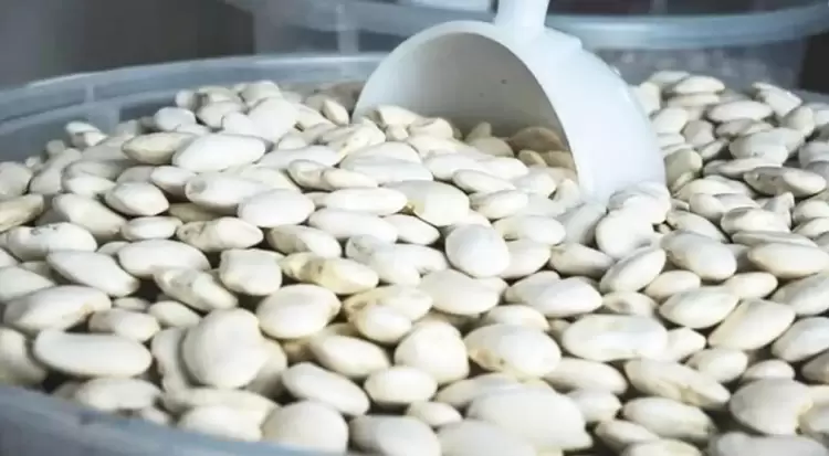 Δυτική Μακεδονία: Καταβολές αποζημιώσεων για φασόλια, μήλα και Κρόκο