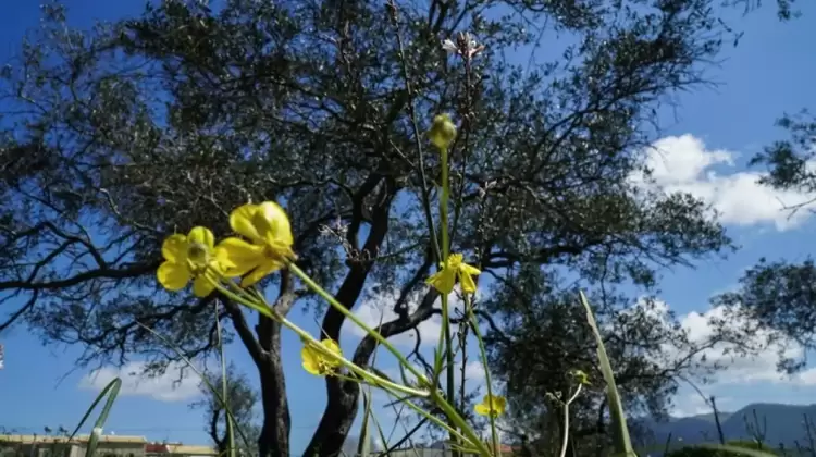 Ο Καιρός σήμερα για Κοζάνη και δυτική Μακεδονία: Τοπικές βροχές και άνοδος της θερμοκρασίας την Παρασκευή