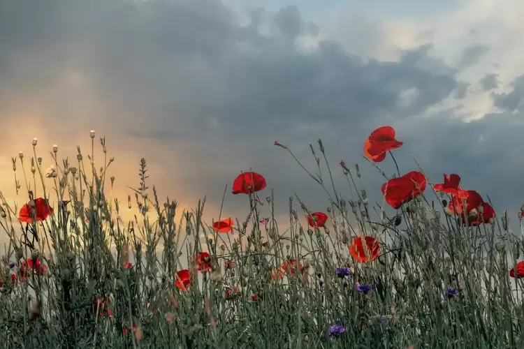 Ο Καιρός σήμερα για Κοζάνη και δυτική Μακεδονία: Μεγάλο Σάββατο με συννεφιά