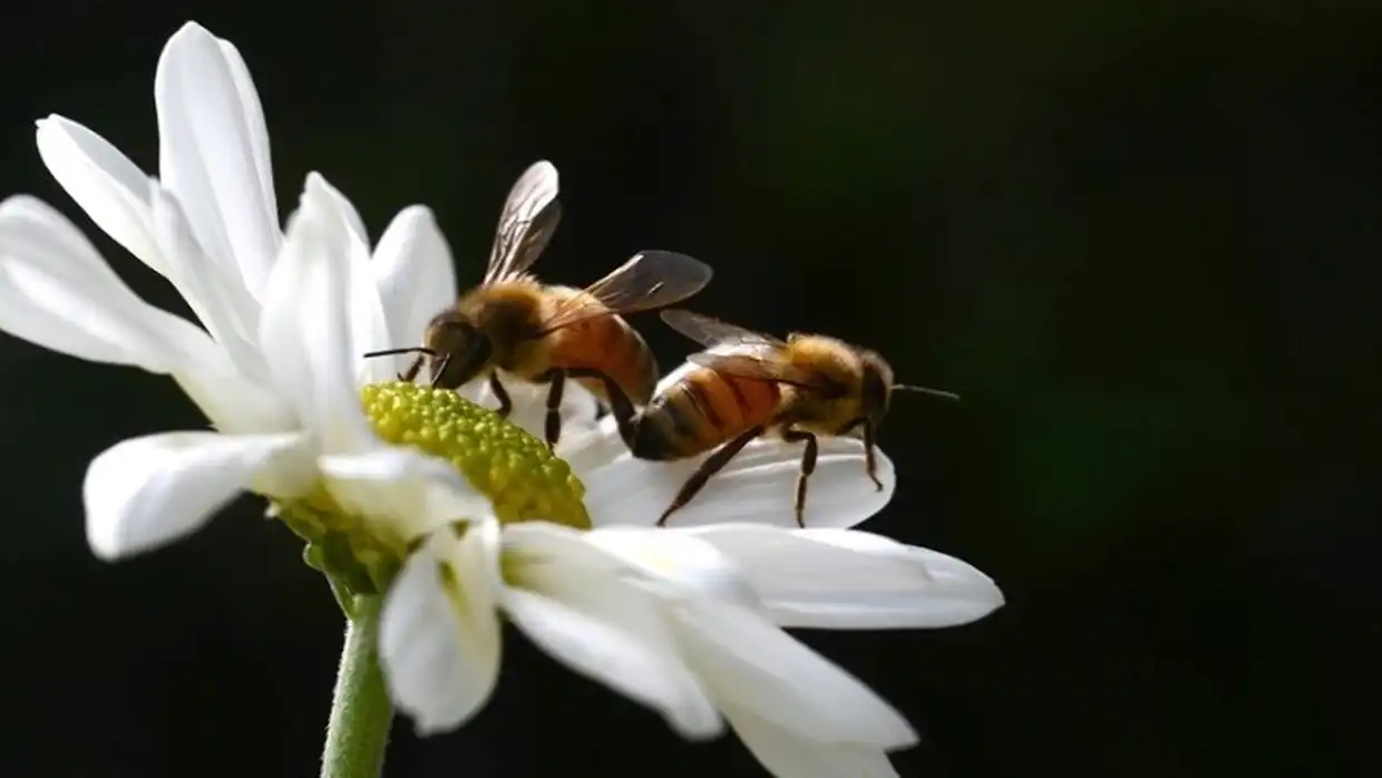 Οι Μέλισσες, Πηγή Πληροφοριών Για Την Υγεία Των Κατοίκων Των Πόλεων