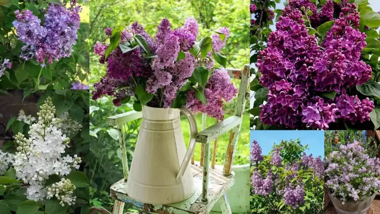 Πασχαλιά, το λουλούδι με το μεθυστικό άρωμα