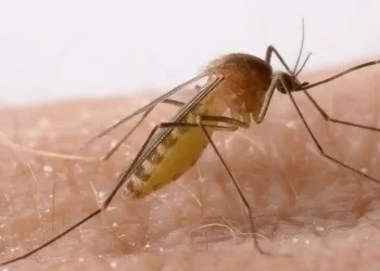 Τα Κουνούπια Θα Μας Φάνε… – Λόγω Των Βροχοπτώσεων Του Απρίλιου