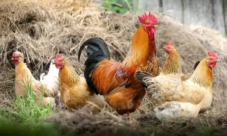 «Τέλος» το χωριό όπως το ξέραμε μετά το πλαφόν σε κότες, πρόβατα, κουνέλια