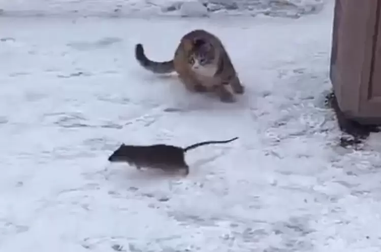 Ο Τομ και ο Τζέρι… στην πραγματικότητα - Ένα βίντεο που θυμίζει το διάσημο καρτούν Ο Τομ και ο Τζέρι… στην πραγματικότητα – Ένα βίντεο που θυμίζει το διάσημο καρτούν