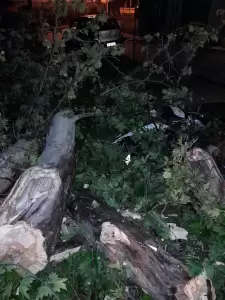 Αναστατώθηκε η γειτονιά, έπεσε τμήμα του Πλάτανου