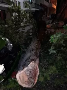 Αναστατώθηκε η γειτονιά, έπεσε τμήμα του Πλάτανου