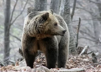 Κάμερες Με Τεχνητή Νοημοσύνη Για Τις Αρκούδες Και Τα Αγριογούρουνα Στους Δρόμους Της Μακεδονίας