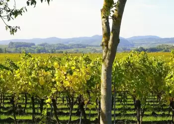 Άδειες για αμπέλια – Πως θα κατανεμηθούν