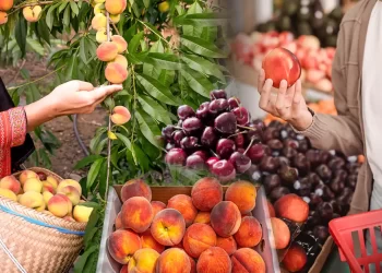Από Το Χωράφι Στο Ράφι: Πώς Οι Χαμηλές Τιμές Στα Φρούτα Γίνονται «Χρυσός» – Σε Ασφυκτικό Κλοιό Οι Καταναλωτές