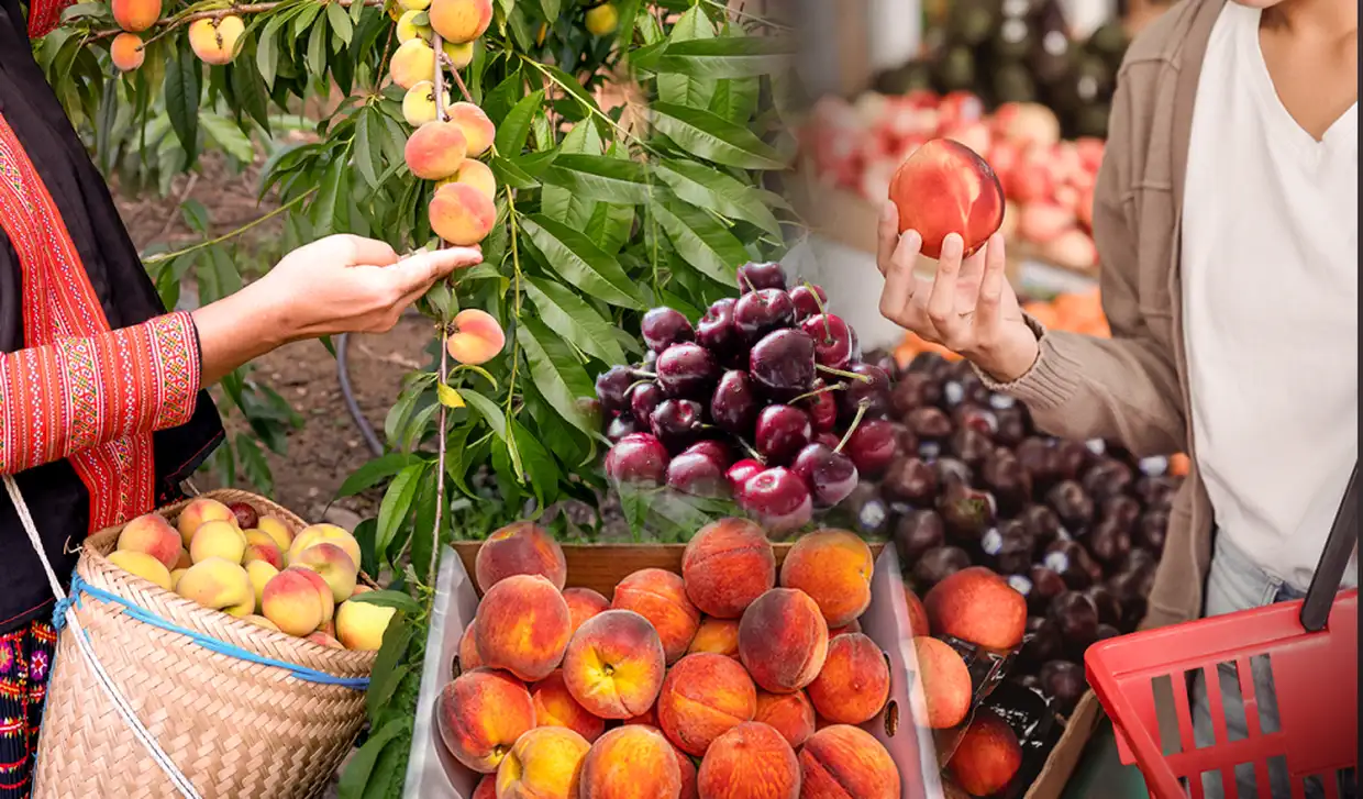 Από το χωράφι στο ράφι: Πώς οι χαμηλές τιμές στα φρούτα γίνονται «χρυσός» – Σε ασφυκτικό κλοιό οι καταναλωτές